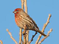 House Finch